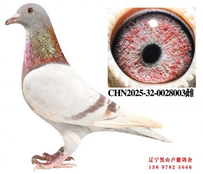 162.�˵�����˹661X���ǲ���