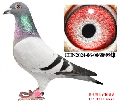 169.Խ�輾��X��˳��ھ�