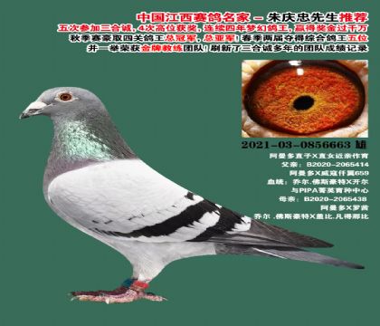 ������ҵ�������ࡱֱ�ӡ�ֱŮ-0856663