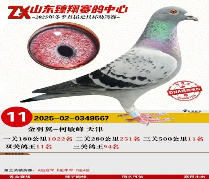 ɽ���������11��