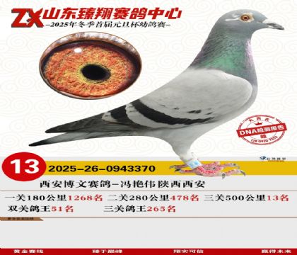 ɽ���������13��