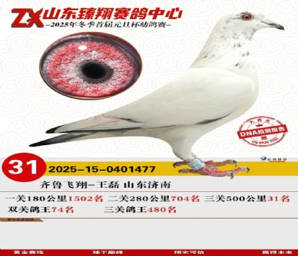 ɽ���������31��