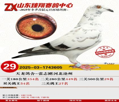 ɽ���������29��