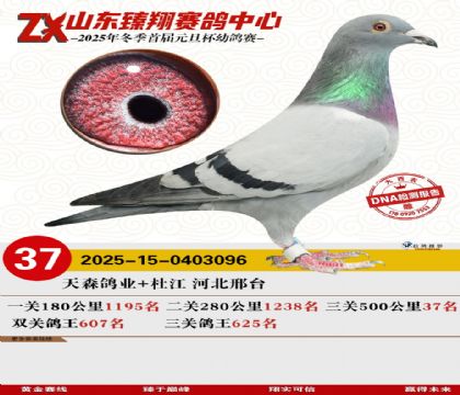 ɽ���������37��