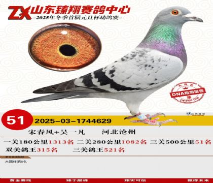 ɽ���������51��