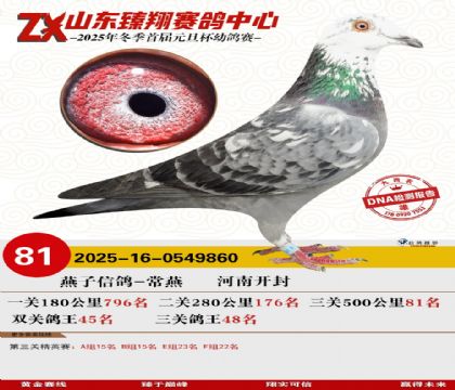 ɽ���������81��