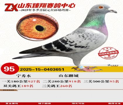 ɽ���������95��