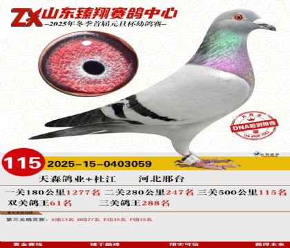 ɽ���������115��