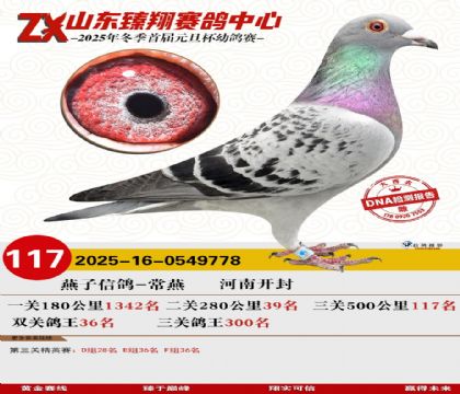 ɽ���������117��