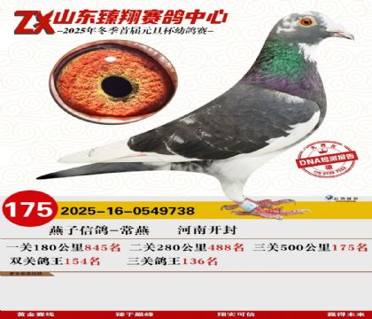 ɽ���������175��