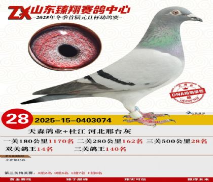 山东臻翔决赛28名