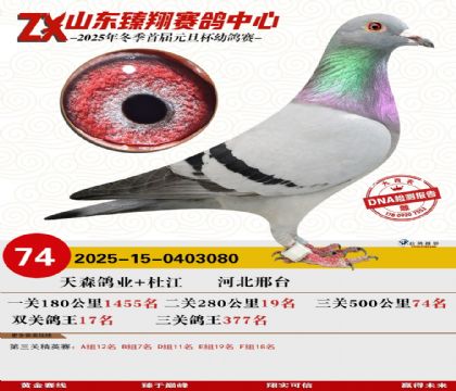 山东臻翔决赛74名