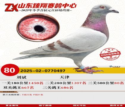 山东臻翔决赛80名