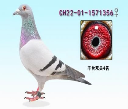 ���ǿ��� ��̨���˫�ظ���4��-1571356