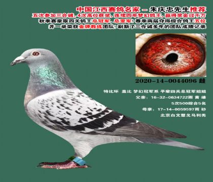 ���ϴ��� �Ĺظ����ܹھ�ƽ��-0044096