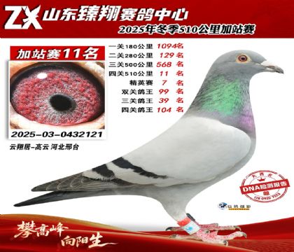 ɽ������510����11��