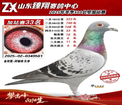 ɽ������510����33��