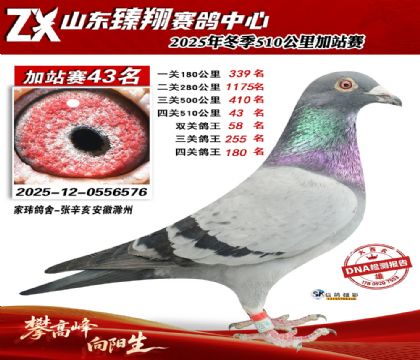 ɽ������510����43��