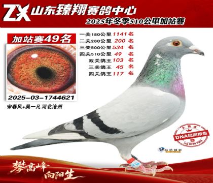 ɽ������510����49��