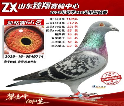 ɽ������510����55��