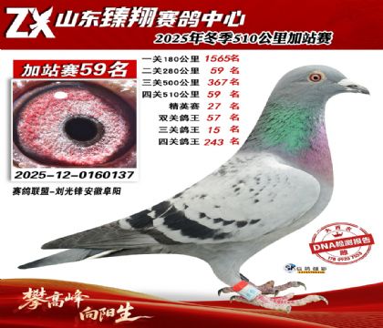 ɽ������510����59��