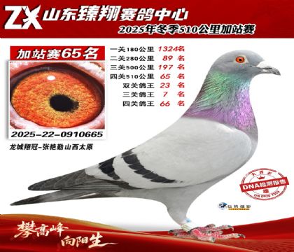 ɽ������510����65��