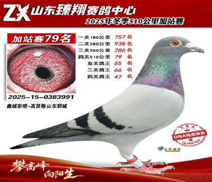 ɽ������510����79��