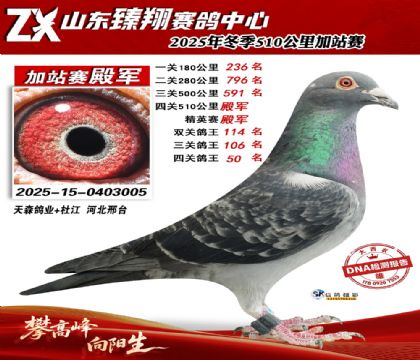 山东臻翔510公里4名