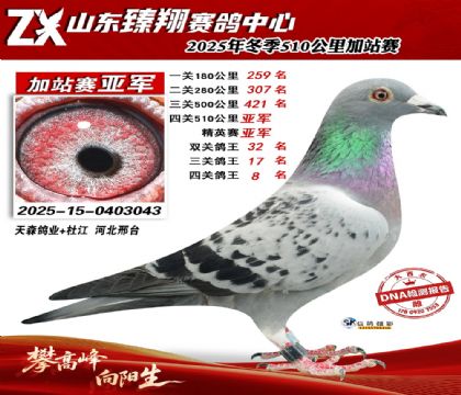 山东臻翔510公里亚军