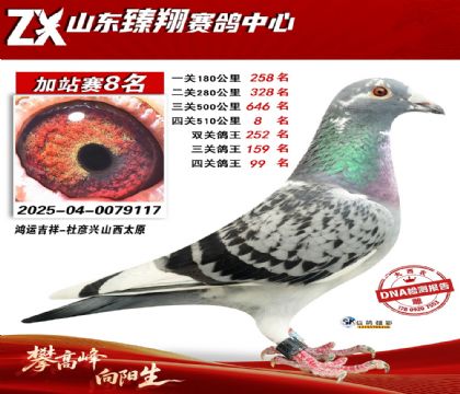 山东臻翔510公里8名