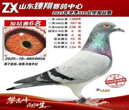 山东臻翔510公里6名