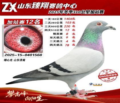 山东臻翔510公里12名