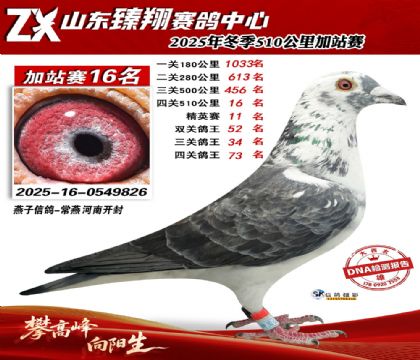 山东臻翔510公里16名