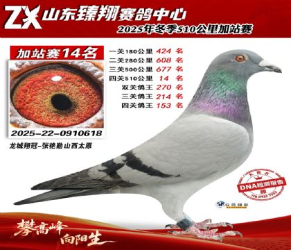 山东臻翔510公里14名