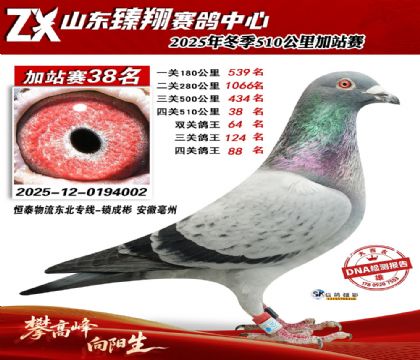 山东臻翔510公里38名