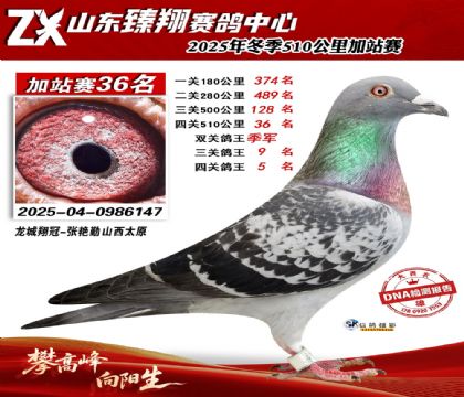 山东臻翔510公里36名