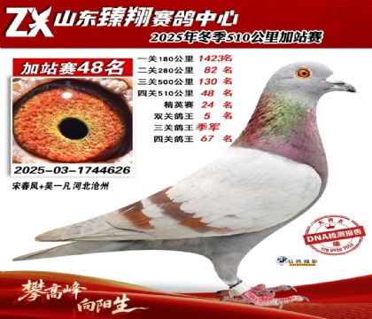 山东臻翔510公里48名