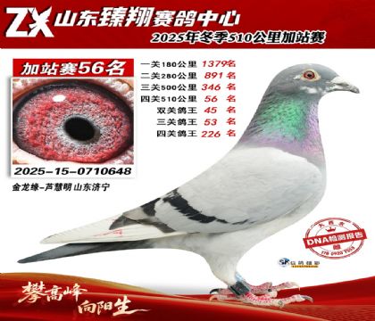 山东臻翔510公里56名