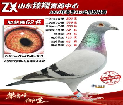 山东臻翔510公里62名