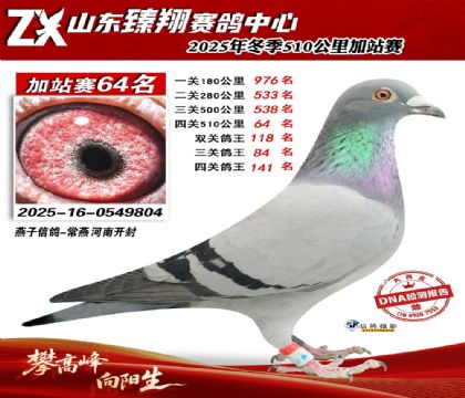 山东臻翔510公里64名