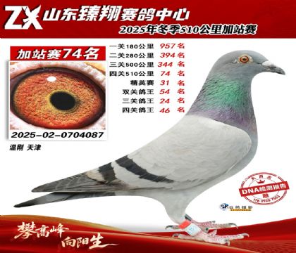 山东臻翔510公里74名