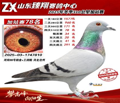 山东臻翔510公里78名