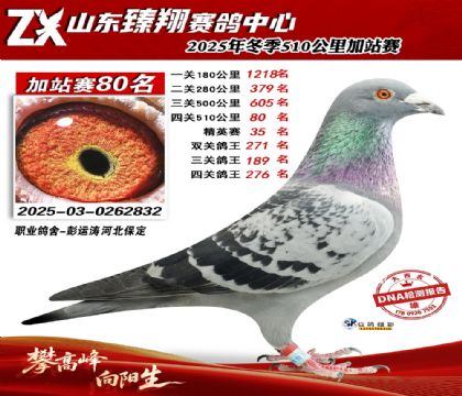 山东臻翔510公里80名