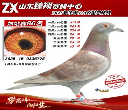 山东臻翔510公里86名