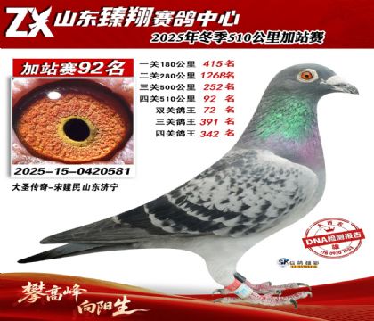 山东臻翔510公里92名