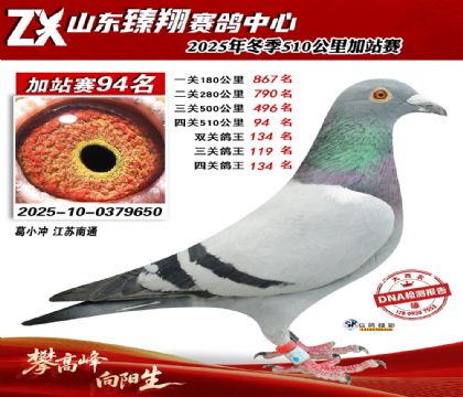 山东臻翔510公里94名