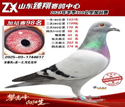 山东臻翔510公里98名