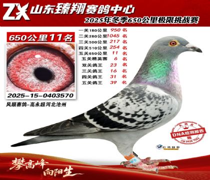 ɽ������650����11��