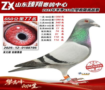 ɽ������650����77��