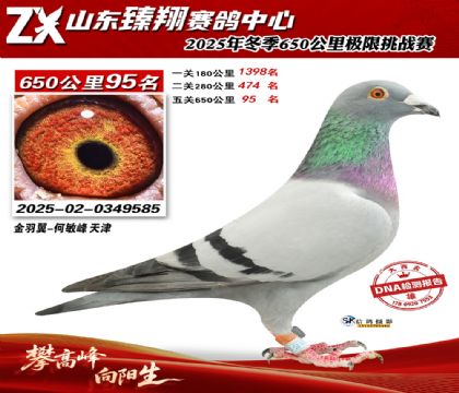 ɽ������650����95��